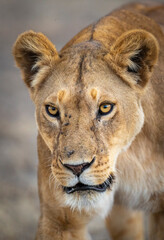 Vertical portrait of a close up of lioness' head in Ngorongoro in Tanzania