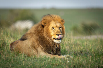 Male lion lying down in green grass licking his lips in Masai Mara in Kenya