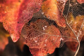 Autumn leaf background with a beautiful skeleton leaf