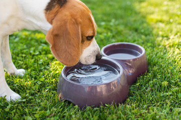 Beagle dog drinking water to cool off in shade on grass hiding from summer sun. © Przemyslaw Iciak