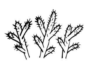 Simple hand-drawn black and white vector sketch. Set of cacti, desert plants. For label prints, element of nature.
