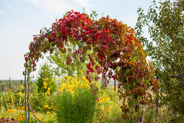 Fototapeta premium Pergola with red-green leaves of decorative grapes in the garden 