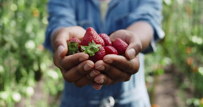 Crop view of afro american farmer holding fistful of strawberries while standing in greenhouse. Close up view of person reaching out hands with berries. Concept of farming, harvest