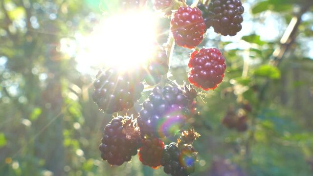 Ripe blackberries. Vitamins and health from nature. Collect wild berries. Pick the fruit with your hand
