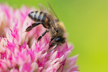 Honey bees collect pollen Spiraea flower. Macro shot.