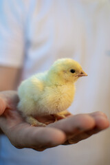 A young man is holding a small yellow chicken in his hands. Hands in the frame.