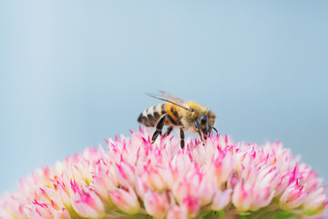 Honey bees collect pollen Spiraea flower. Macro shot.