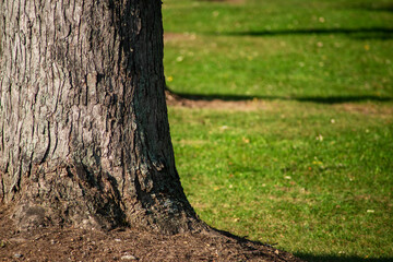 Full frame image of rough-textured tree bark on a hefty trunk with defocused green grass background. Tranquil, late afternoon, golden hour sunlight.