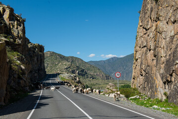 Козы в горах