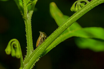 Fototapeta na wymiar Cicada aphid was hanging on a branch.