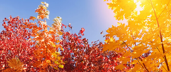 Colorful autumn trees against blue sky.