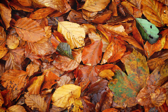 Autumnland