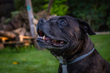 Closeup of the head of a Adult Staffordshire Bull Terrier. Fully grown dog portrait. 