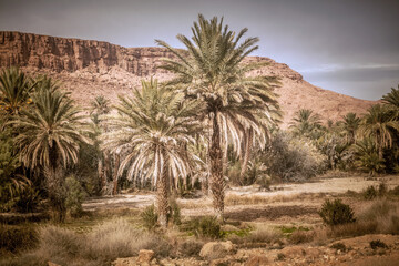 Fototapeta na wymiar Palm trees in oasis grow in the mountain desert