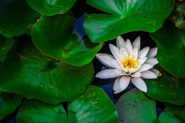 One water lily pond in the middle of big green leaves