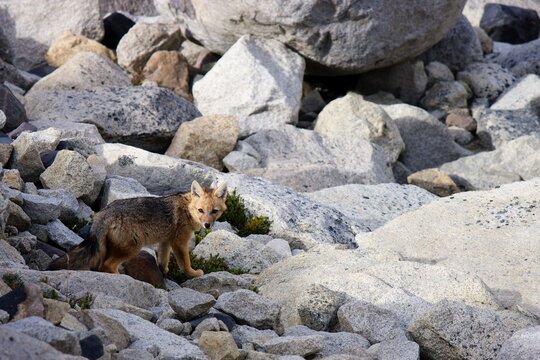Andean Fox