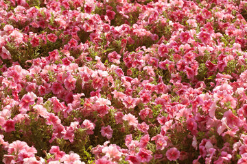 Obraz premium Pink flowers in a city flower bed, Greening of parks, planting flowers.