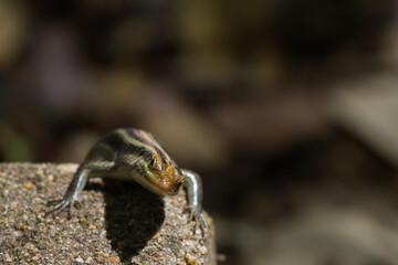 Cute, striped lizard with selective focus on tilted head and eye looking inquisitive in Kruger National Park, South Africa with bokeh background and copy space
