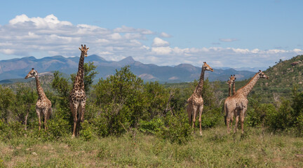 Giraffe (Giraffa camelopardalis) family herd standing in the wild bush with mountains background in Kruger National Park, South Africa © Kelly Ermis
