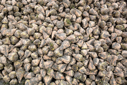 large heap of sugarbeet harvest