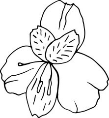 Single elegant lily flower bud hand drawn in vector. Doodle illustration for label, poster, textile print, stickers, cosmetic packaging or seasonal design. Adorable icon for spa salon, florist shop
