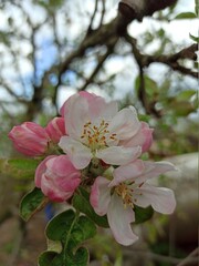 Obraz premium tree blossom