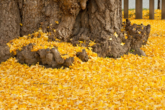 Golden ginkgo leaves with old big tree trunk