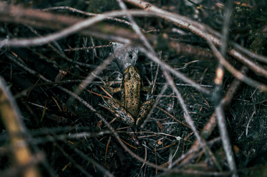 A small brown frog in a pile of twigs