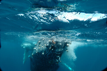 Naklejka premium Amazing underwater view of a humpback whale rostrum diving in a clear blue water with the mother carrying her calf, in Sainte Marie Madagascar 