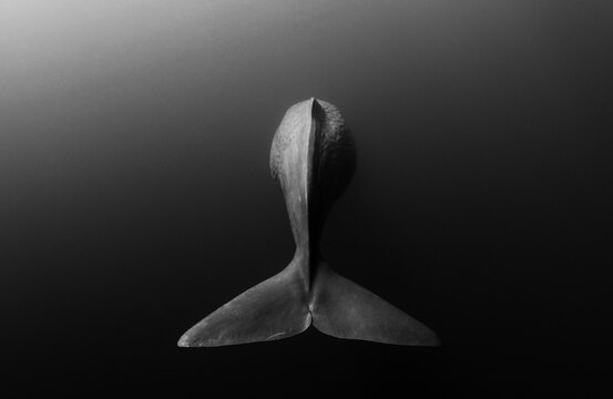Whale Tail