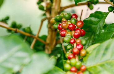 Group of ripe and raw arabica coffee berries on coffee tree branch