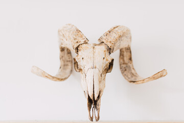 Ram head on the white background