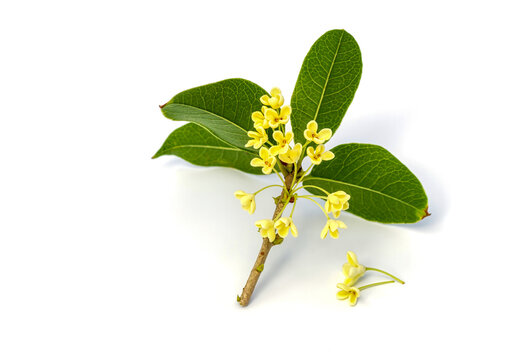 Bouquet of Sweet osmanthus or Sweet olive flowers blossom on white background