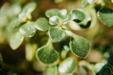 Close up photo of succulent plant in sunny light
