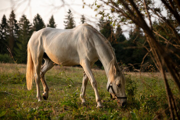 Obraz na płótnie Canvas Beautiful white Horse in pasture at sunset