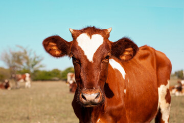 Red cow grazing in the meadow. Close-up of the muzzle of a cow. Bull, calf, livestock. Symbol of 2021. Summer concept.