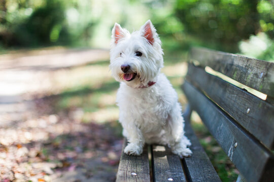 An alert white dog sitting on a park bench