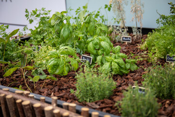 jardinière de plantes aromatiques
