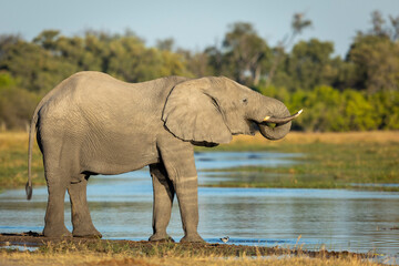 Elephant female standing at the edge of water drinking in Khwai in Okavango Delta in Botswana
