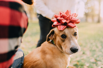 A dog with a christmas bow on its head