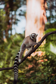 Ring-tailed lemur