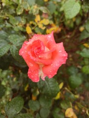 rose in the garden