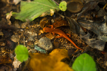 Salamander: red spotted newt