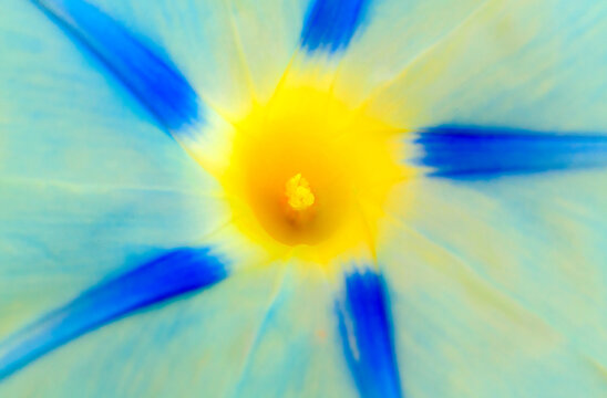 Ipomoea