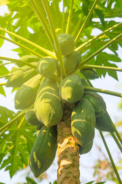 Papaya fruit on papaya tree.