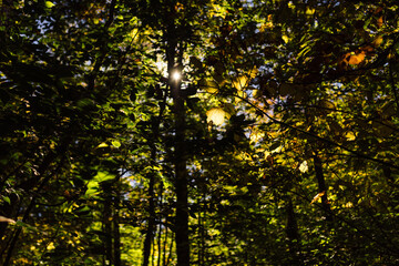 looking up at dense leaf canopy beginning to change colors for autumn
