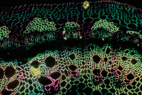 Plant stem sclerenchyma cells