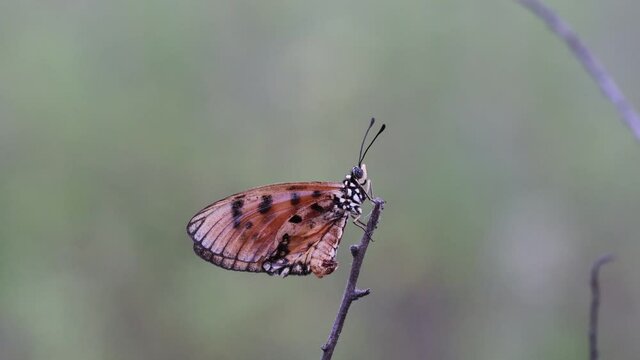 Acraea terpsicore, the tawny coster,Tawny Coster butterfly