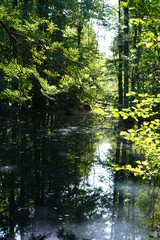 Fototapeta premium Grüne, sonnige Blätter an einer Wasserstelle im Wald (Spandauer Forst)