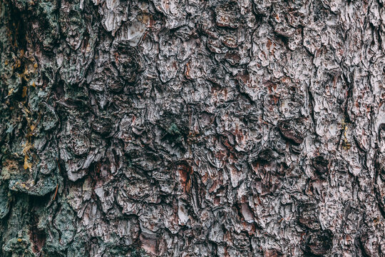 Fir tree trunk with bark closeup
